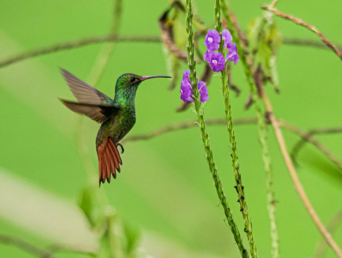 Posada Nena Caribe Puerto Viejo de Talamanca 외부 사진