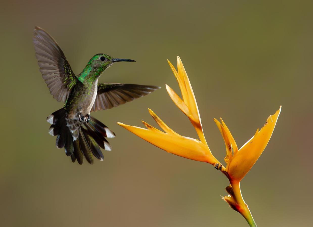 Posada Nena Caribe Puerto Viejo de Talamanca 외부 사진