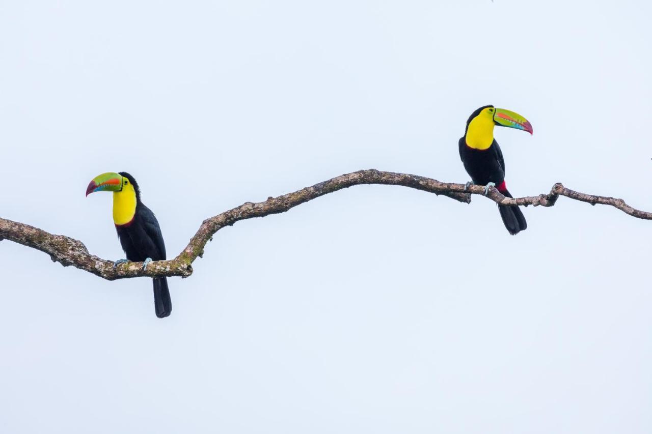 Posada Nena Caribe Puerto Viejo de Talamanca 외부 사진
