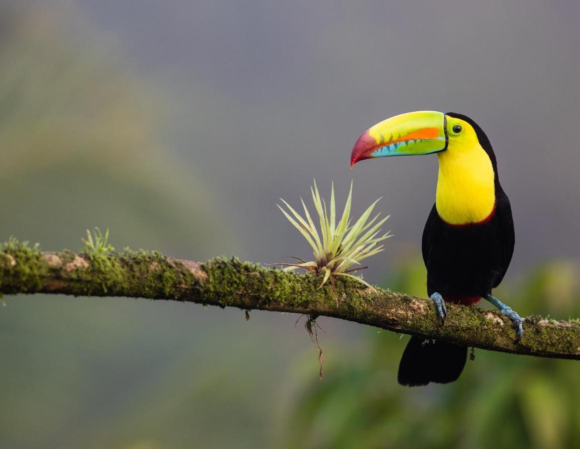 Posada Nena Caribe Puerto Viejo de Talamanca 외부 사진